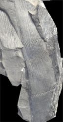 Calamites cistii